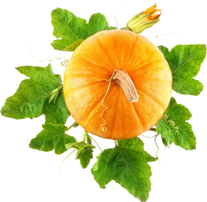 Vibrant Orange Pumpkinwith Leaves PNG image