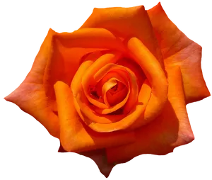 Vibrant Orange Rose