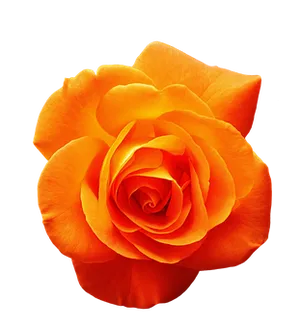 Vibrant Orange Rose Black Background