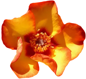 Vibrant Orange Rose Black Background PNG image
