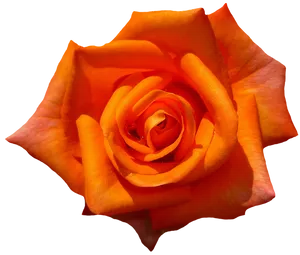 Vibrant Orange Rose Black Background
