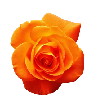 Vibrant Orange Rose Black Background.jpg PNG image