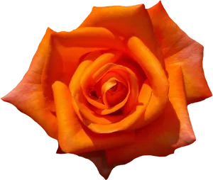 Vibrant Orange Rose Black Background