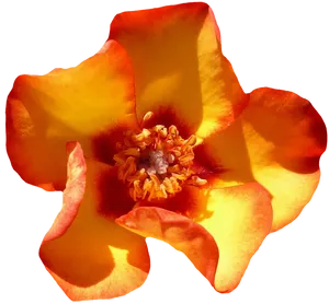 Vibrant Orange Rose Closeup