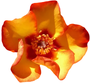 Vibrant Orange Rose Closeup.png