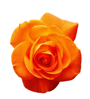 Vibrant Orange Rose Isolated