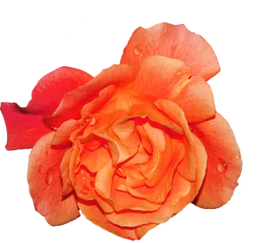 Vibrant Orange Rose Water Droplets.png