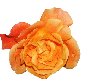 Vibrant_ Orange_ Rose_with_ Dew_ Drops.png