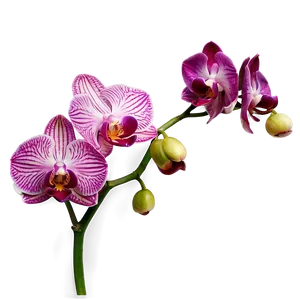 Vibrant Orchid Png 05242024 PNG image