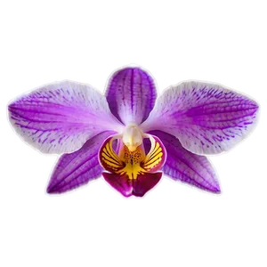 Vibrant Orchid Png Sge PNG image