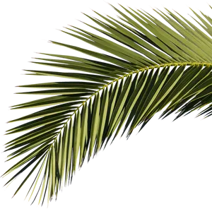 Vibrant Palm Frond Against Black Background PNG image