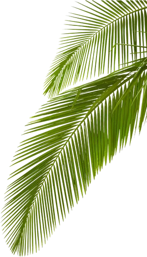 Vibrant Palm Frond Against Black Background PNG image