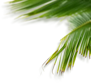Vibrant Palm Frondon Black Background
