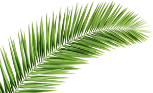 Vibrant Palm Frondon Black