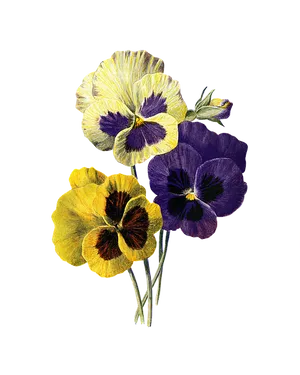 Vibrant_ Pansies_ Illustration.png