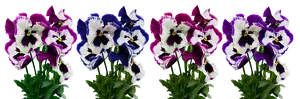 Vibrant Pansy Flowers Display