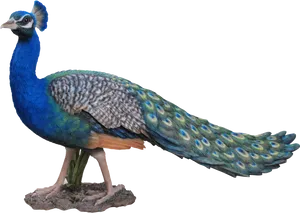 Vibrant Peacock Displaying Plumage PNG image