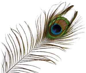 Vibrant_ Peacock_ Feather_ Closeup.png PNG image