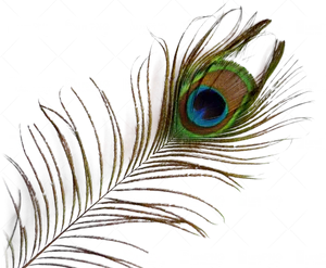 Vibrant Peacock Feather Watermark PNG image