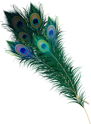 Vibrant_ Peacock_ Feathers_ Display PNG image