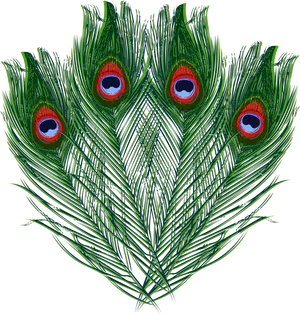 Vibrant_ Peacock_ Feathers_ Display PNG image