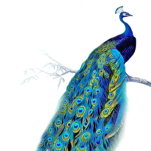 Vibrant Peacockon Branch PNG image