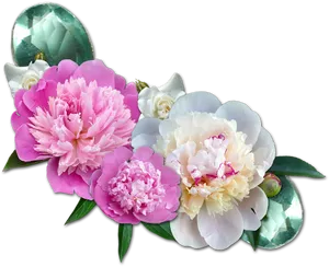 Vibrant_ Peony_ Blossoms_ Transparent_ Background.png PNG