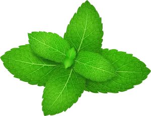 Vibrant Peppermint Leaves PNG image