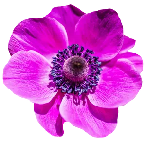 Vibrant Pink Anemone Flower.png
