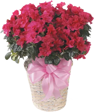 Vibrant Pink Azalea Basket PNG image