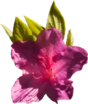 Vibrant Pink Azalea Bloom PNG