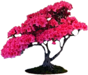 Vibrant Pink Bonsai Tree PNG image