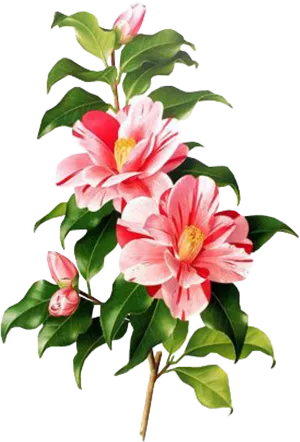 Vibrant Pink Camellia Branch PNG image