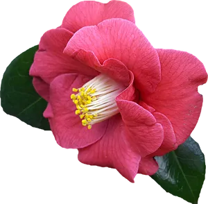 Vibrant Pink Camellia Flower PNG image