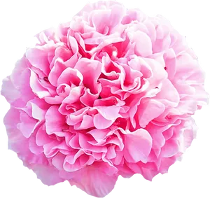 Vibrant Pink Carnation Flower.png PNG
