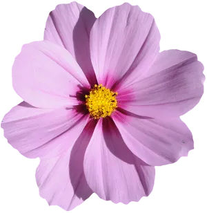 Vibrant Pink Cosmos Blossom PNG image