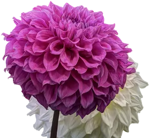 Vibrant Pink Dahlia Flower PNG image