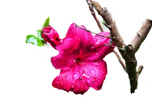 Vibrant Pink Flower Dew Drops