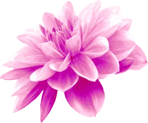 Vibrant_ Pink_ Flower_ Illustration PNG image