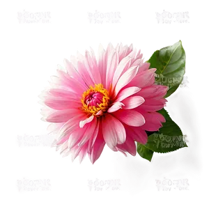 Vibrant Pink Flower Png 05242024 PNG image