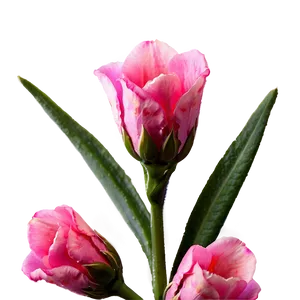 Vibrant Pink Flower PNG Eho40