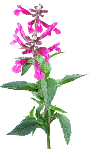 Vibrant_ Pink_ Flower_ Stem