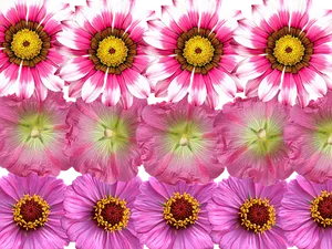 Vibrant Pink Flowers Array