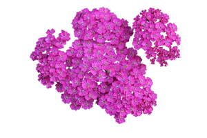 Vibrant Pink Flowers Black Background