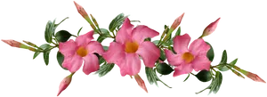 Vibrant Pink Flowers Black Background PNG image