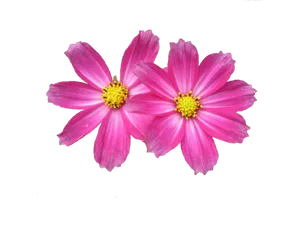 Vibrant_ Pink_ Flowers_ Black_ Background.jpg PNG image