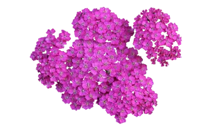 Vibrant Pink Flowers Black Background