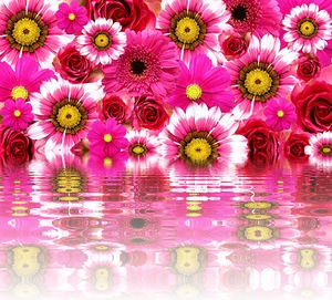 Vibrant Pink Flowers Reflection PNG image