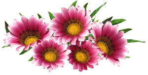 Vibrant Pink Gazania Flowers