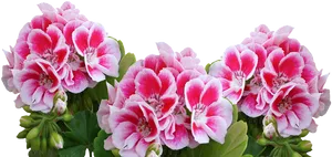 Vibrant Pink Geraniums Black Background